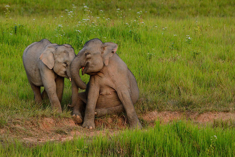 Khao Yai National Park